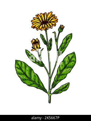 Hand gezeichnete Ringelblume blühende Pflanze isoliert auf weißem Hintergrund. Vektorgrafik im farbigen Skizzenstil. Botanisches Designelement Stock Vektor