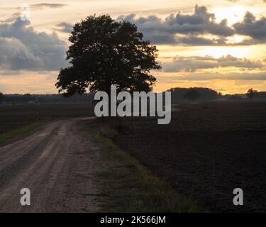 Eine Landstraße durch gepflügte Felder mit einer Baumsilhouette und fernem Sonnenuntergang Stockfoto