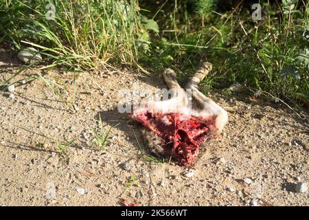 Halb gefressen Hase am Straßenrand Stockfoto