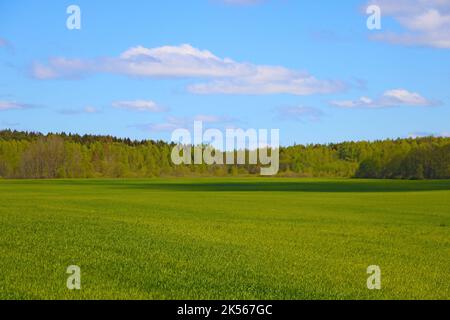 Ein schönes grünes junges Weizenfeld an einem sonnigen Tag Stockfoto
