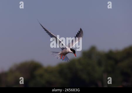 Eine flache Fokusaufnahme einer Kaspischen Seeschwalbe im Flug Stockfoto