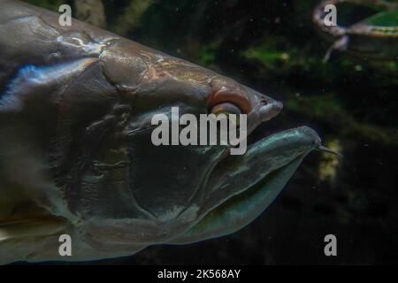 Ein silberner arawana Fisch Südamerika amazzonia unter Wasser Stockfoto