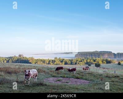 Kühe in der frühmorgendlichen Landschaft zwischen sankt Vith und vielsalm in den belgischen ardennen Stockfoto