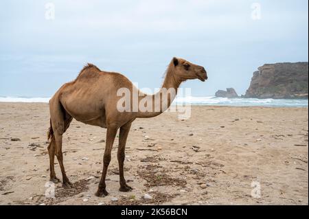 Kamel am Strand von Khor Rori in der Nähe von Salalah, Oman Stockfoto