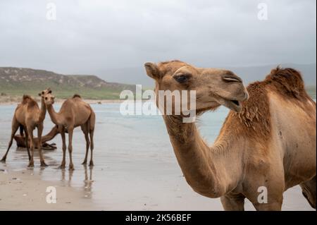 Kamel am Strand von Khor Rori in der Nähe von Salalah, Oman Stockfoto