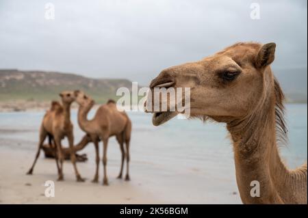 Kamel am Strand von Khor Rori in der Nähe von Salalah, Oman Stockfoto