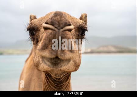 Kamel am Strand von Khor Rori in der Nähe von Salalah, Oman Stockfoto