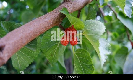 Schwarze Maulbeerfrucht auf dem Ast. Stockfoto