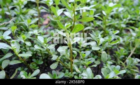 Purslane Pflanze im Garten. Stockfoto