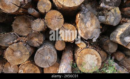 Gestapelte Wälder im Holzschuppen. Stockfoto