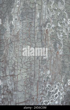 Hellgrau-grüne Holzstruktur mit knisternder, abblätternder Farbe. Veraltete Holzoberfläche, hochauflösendes Bild mit Kopierbereich. Stockfoto