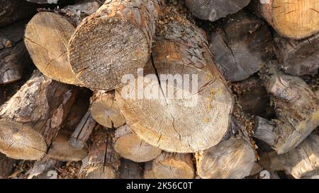 Gestapelte Wälder im Holzschuppen. Stockfoto