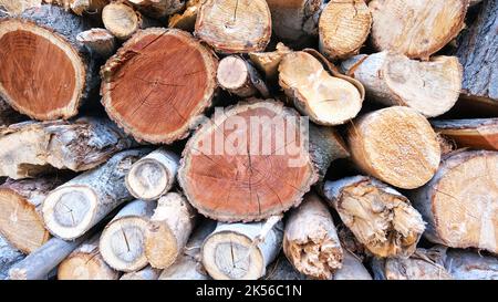 Gestapelte Wälder im Holzschuppen. Stockfoto