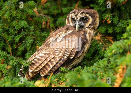 Nahaufnahme einer braunen asiatischen Waldeule, die von einem grünen Eibenbaum mit großen braunen Augen aus beobachtete. Wissenschaftlicher Name: Strix Leptogrammica, Horizontal. Kopieren Stockfoto