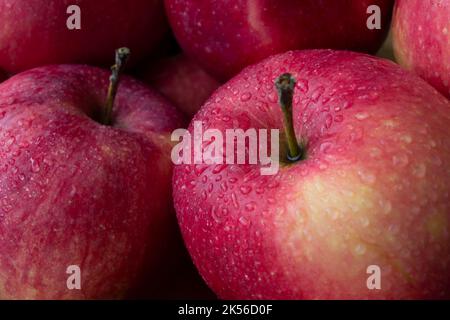 Rote reife Bio-Äpfel, die im Garten ohne Einsatz von Pestiziden mit Wassertropfen angebaut werden. Nahaufnahme. Gesunde Ernährung und Diät-Konzept Stockfoto