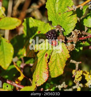 Ein Marienkäfer bahnt sich seinen Weg über ein herbstlich gefärbtes Blatt, um eine reife Brombeere in hellem Sonnenlicht zu untersuchen. Stockfoto