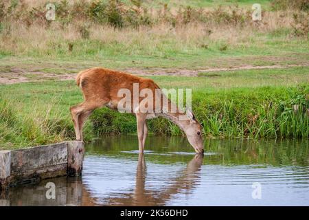 Rothirsch Cervus elaphus Stockfoto