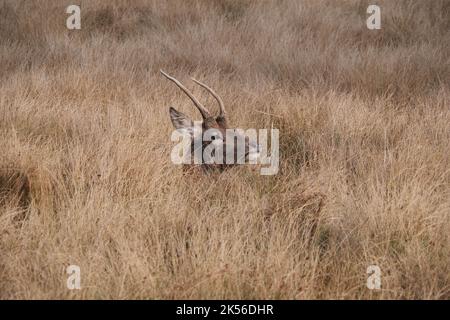 Rothirse Cervus elaphus. Junger Hirsch Stockfoto