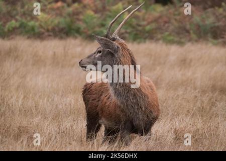 Rothirse Cervus elaphus. Junger Hirsch Stockfoto