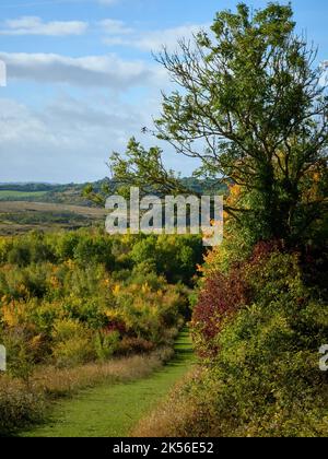 Ein verführerischer Pfad führt durch eine einladende Herbstlandschaft mit bunten, sonnenbeleuchteten roten, goldenen und grünen Bäumen unter einem weichen blauen Himmel. Stockfoto