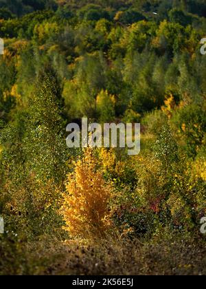 Ein Baum, dessen Herbstblüten sich von den Grünflächen seiner Wolkenbewohner abheben, ist im herbstlichen Sonnenlicht erstrahlt. Stockfoto