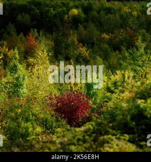 Ein Baum, dessen Herbstblüten sich von den Grünflächen seiner Wolkenbewohner abheben, ist im herbstlichen Sonnenlicht erstrahlt. Stockfoto