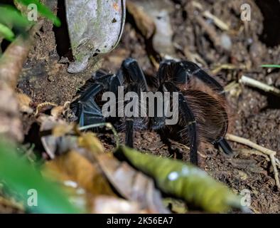 Eine wilde brasilianische Schwarze Tarantula (Grammostola pulchra) auf Waldboden in der Nacht. Amazonas, Brasilien. Stockfoto