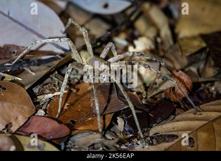 Eine große brasilianische wandernde Spinne (Phoneutria sp.) auf Blattstäubern aus Waldboden. Amazonas, Brasilien. Stockfoto