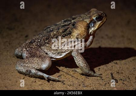 Eine große Cane Kröte (Rhinella Marina) mit prominenten Giftdrüsen. Amazonas, Brasilien. Stockfoto