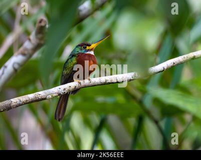 Ein Jacamar mit Gelbschnabel (Galbula albirostris), der auf einem Ast thront. Amazonas, Brasilien. Stockfoto