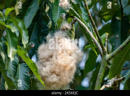 Weißflügelsittiche (Brotogeris versicolurus) ernähren sich von den Samen der Kapok-Baumwolle (Ceiba pentandra). Amazonas, Brasilien. Stockfoto