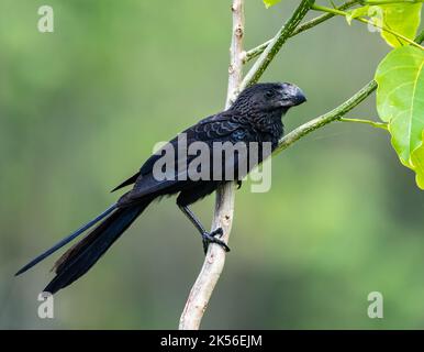 Ein glatter Ani (Crotophaga Ani), der auf einem Ast thront. Amazonas, Brasilien. Stockfoto