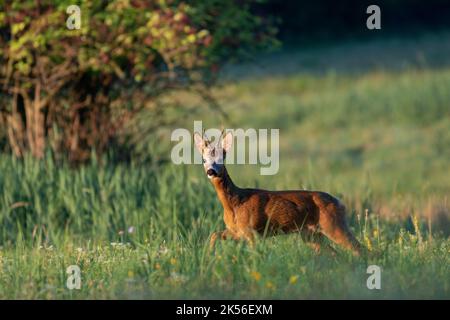 Rehbock (Capreolus capreolus) in der Morgensonne auf einer Wiese Stockfoto