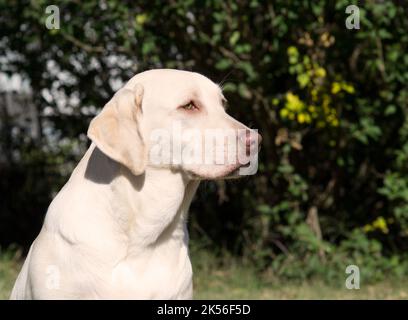 7 Monate Labrador Retriever - Weiblich Stockfoto