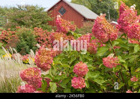 Rote Hydrangea Hecke im Herbst mit rotem Scheunenhintergrund und blauem Himmel. Stockfoto