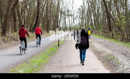 Knokke Heist, Flämische Region - Belgien - 04 03 2021 - Fußgänger und Radfahrer fahren mit dem Fahrrad auf den Sandwegen des Naturschutzgebietes Stockfoto