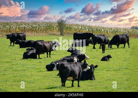 Herde von Black Baldy-Rindern grast in Wisconsin Weide mit dramatischen Himmel. Stockfoto