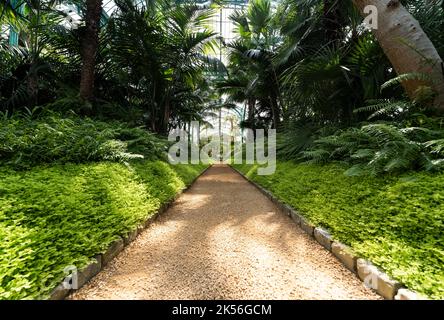 Laeken, Region Brüssel-Hauptstadt - Belgien - 06 06 2021 Innenarchitektur und Anbau von Pflanzen in den königlichen Gewächshäusern Stockfoto