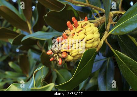 Südliche Magnolie, reife Frucht mit ihren Samen, Magnolia grandiflora; Magnoliaceae Stockfoto