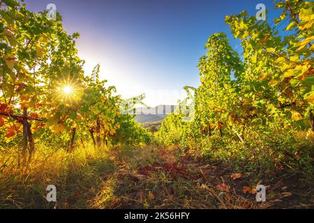 Weinberg landwirtschaftliche Felder in der Landschaft, schöne Landschaft während des Sonnenaufgangs. Stockfoto