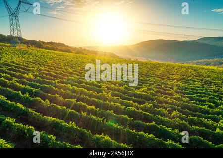 Weinberg landwirtschaftliche Felder in der Landschaft, schöne Luftlandschaft bei Sonnenaufgang. Stockfoto