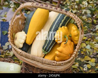 Mehrfarbige Zucchini im Korb. Herbstgemüseernte. Hintergrund der Speisen. Stockfoto