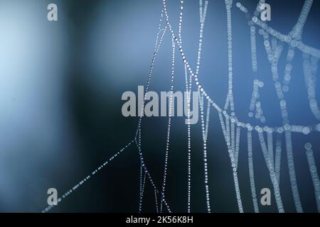Spinnennetz Details mit Morgentau Tropfen in der Nähe in der schönen Morgenlicht Stockfoto