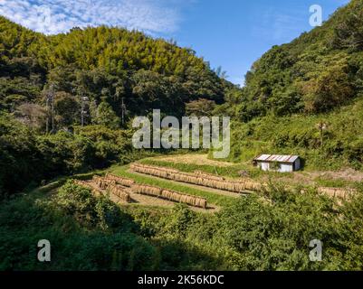 Reihen frisch geernteten Reises trocknen in der Sonne auf einem kleinen Bauernhof in Hügeln Stockfoto