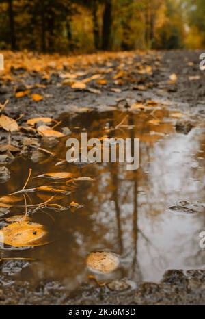Herbstwald schlammige Straße mit Pfütze und gefallenen gelben Blättern aus der Nähe. Heller Oktober im Detail. Spiegelung von Bäumen auf Spiegelfläche der Pfütze. Nat Stockfoto