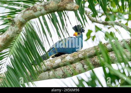 Großer blauer turaco, der auf einem Baum thront Stockfoto