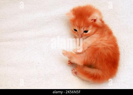 Ingwer-Kätzchen, kleine neugeborene Langhaarkatze auf weißem Hintergrund. Rotes Kätzchen, bezaubernd schönes persisches Baby Tier wenige Tage alt. Stockfoto