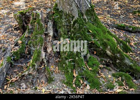 Bild des Hoia Baciu Waldes, einer der am meisten heimsuchten Wälder der Welt in Cluj-Napoca, Siebenbürgen, Rumänien Stockfoto