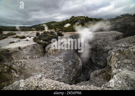 Geothermischer Dampf fließt aus dem Boden in Rotorua, Neuseeland Stockfoto