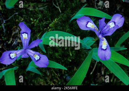 Im Frühjahr blüht im Smoky Mountains National Park die Haubenzwerg-Iris (Iris cristata) Stockfoto